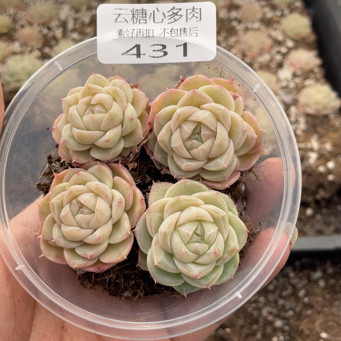 云糖心多肉植物431