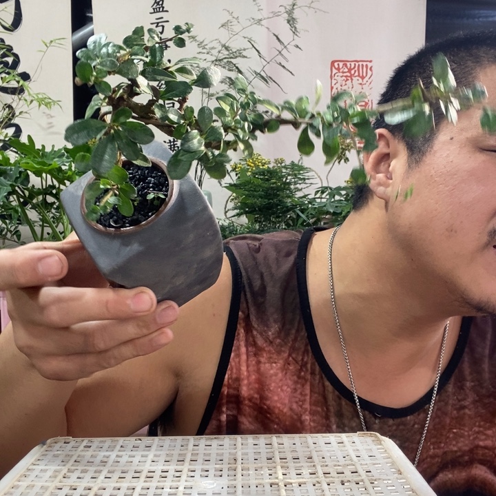 以实际为准盆景盆栽绿植53