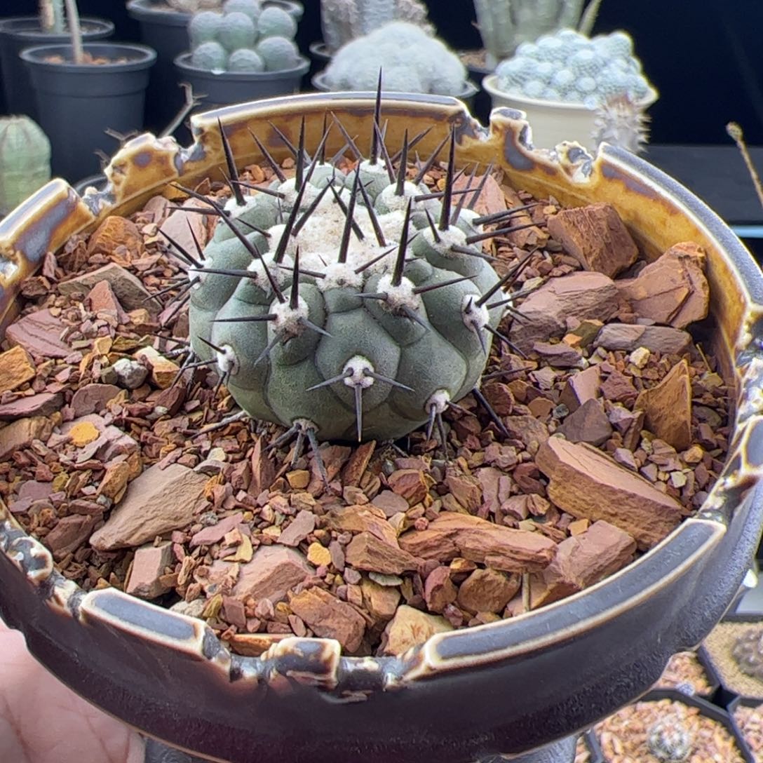 黑王丸自根4一物一拍