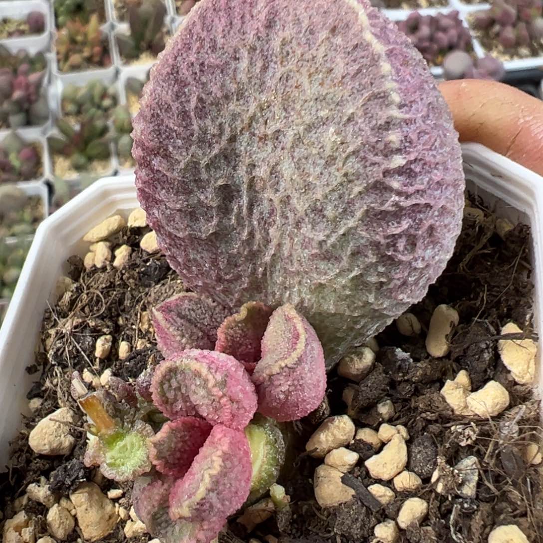 哈默猪肝多肉植物水泡