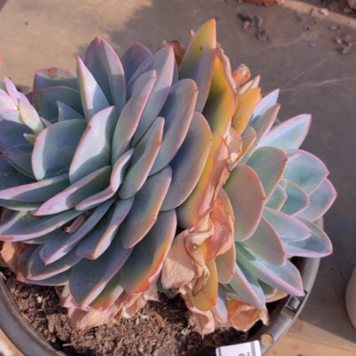 【闪购商品】布鲁蓝02222