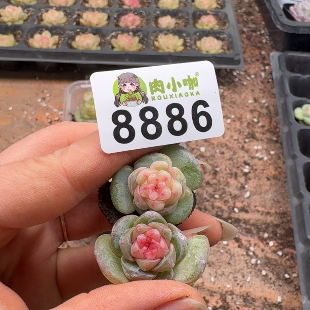 蓝***️多肉植物多肉植物