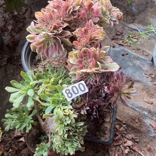 爱***姐多肉植物三个800法师