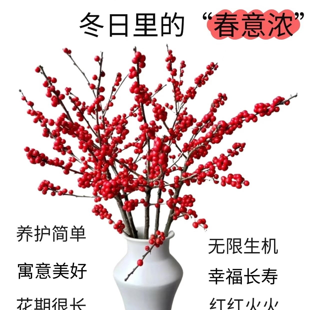 北美冬青红果鲜切花红色喜庆过年鲜花云南直发插花发财果年宵花