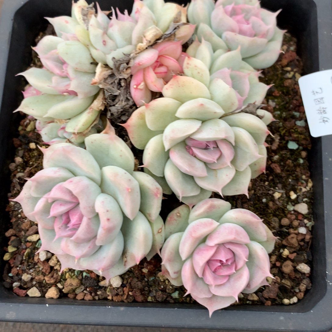 3008不包整散掉头不售后