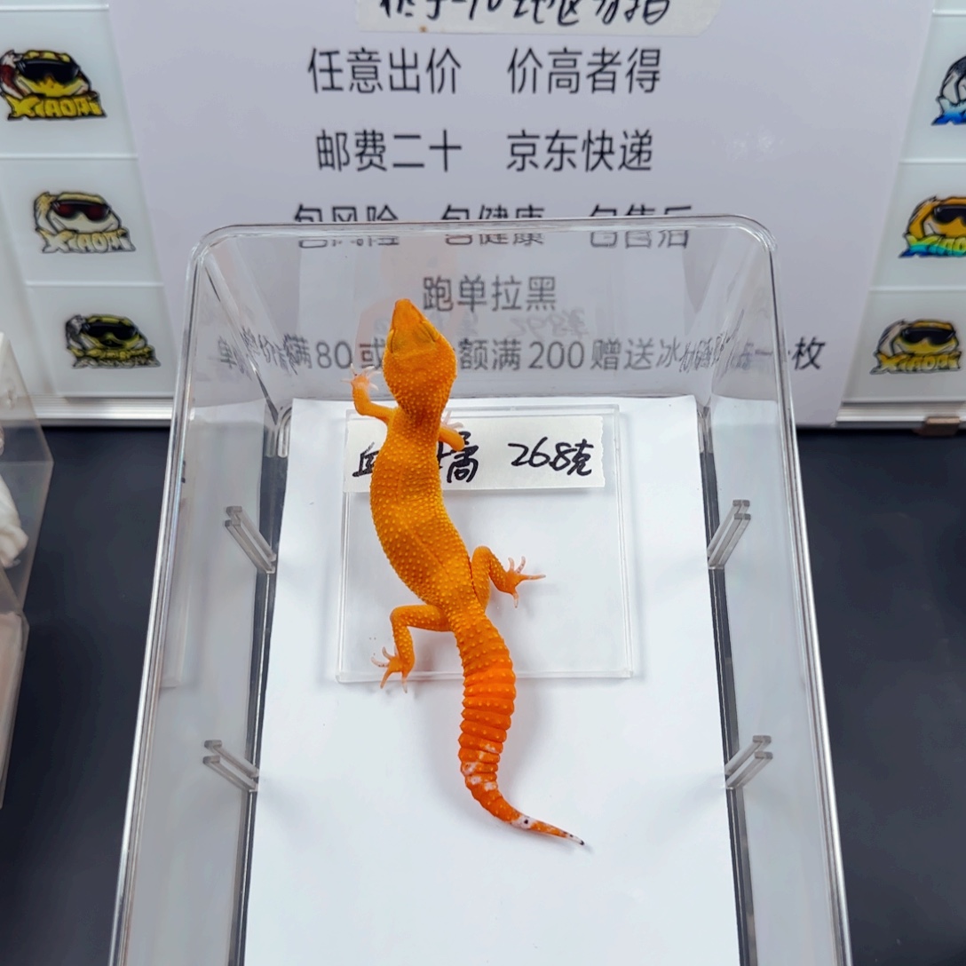 豹纹守宫豹纹守宫