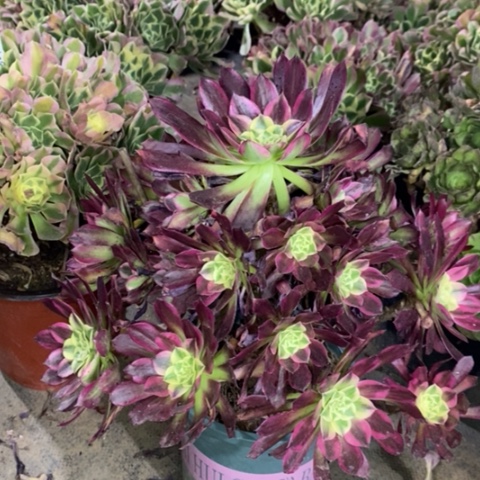 天河多肉植物045