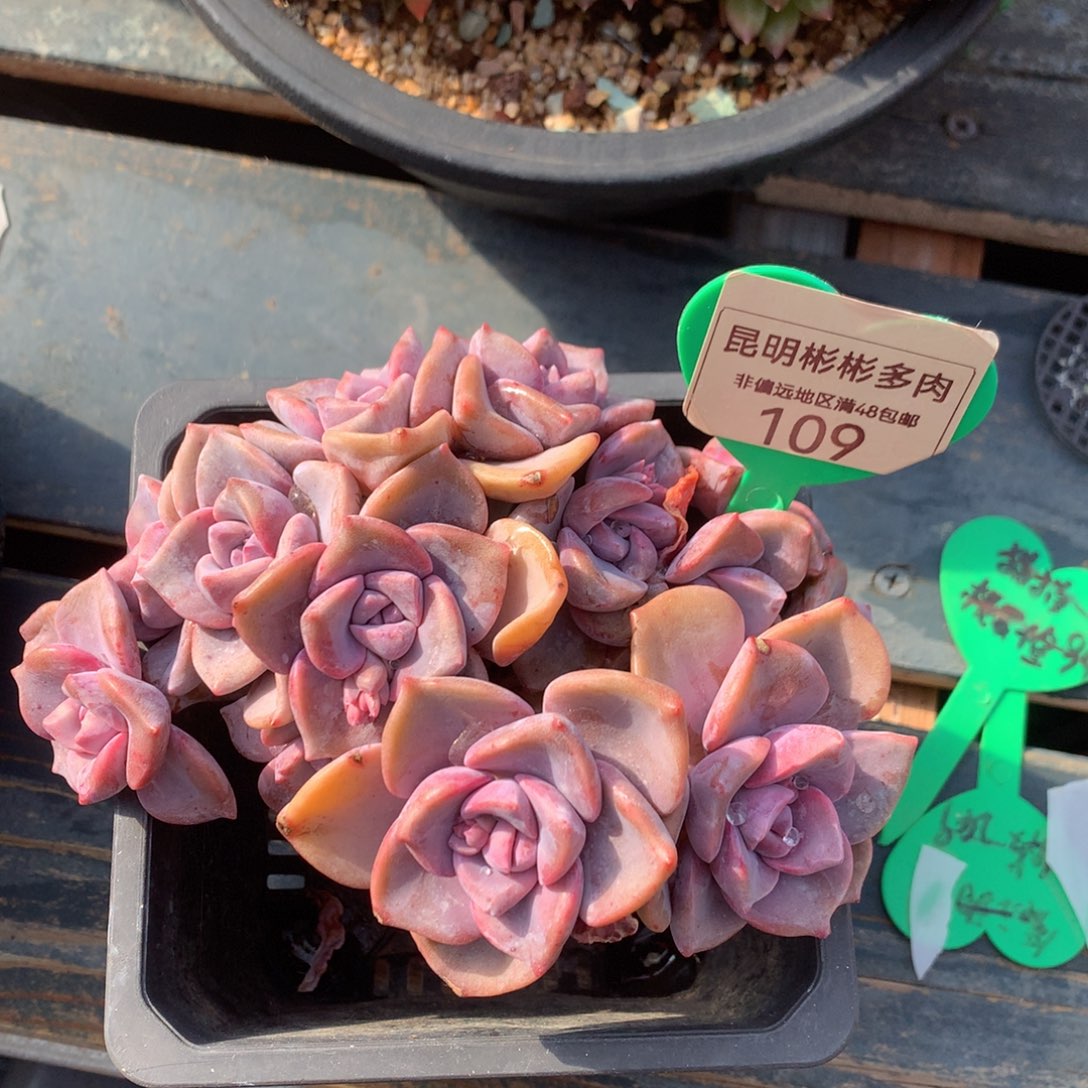 彩虹糖朵朵缀109