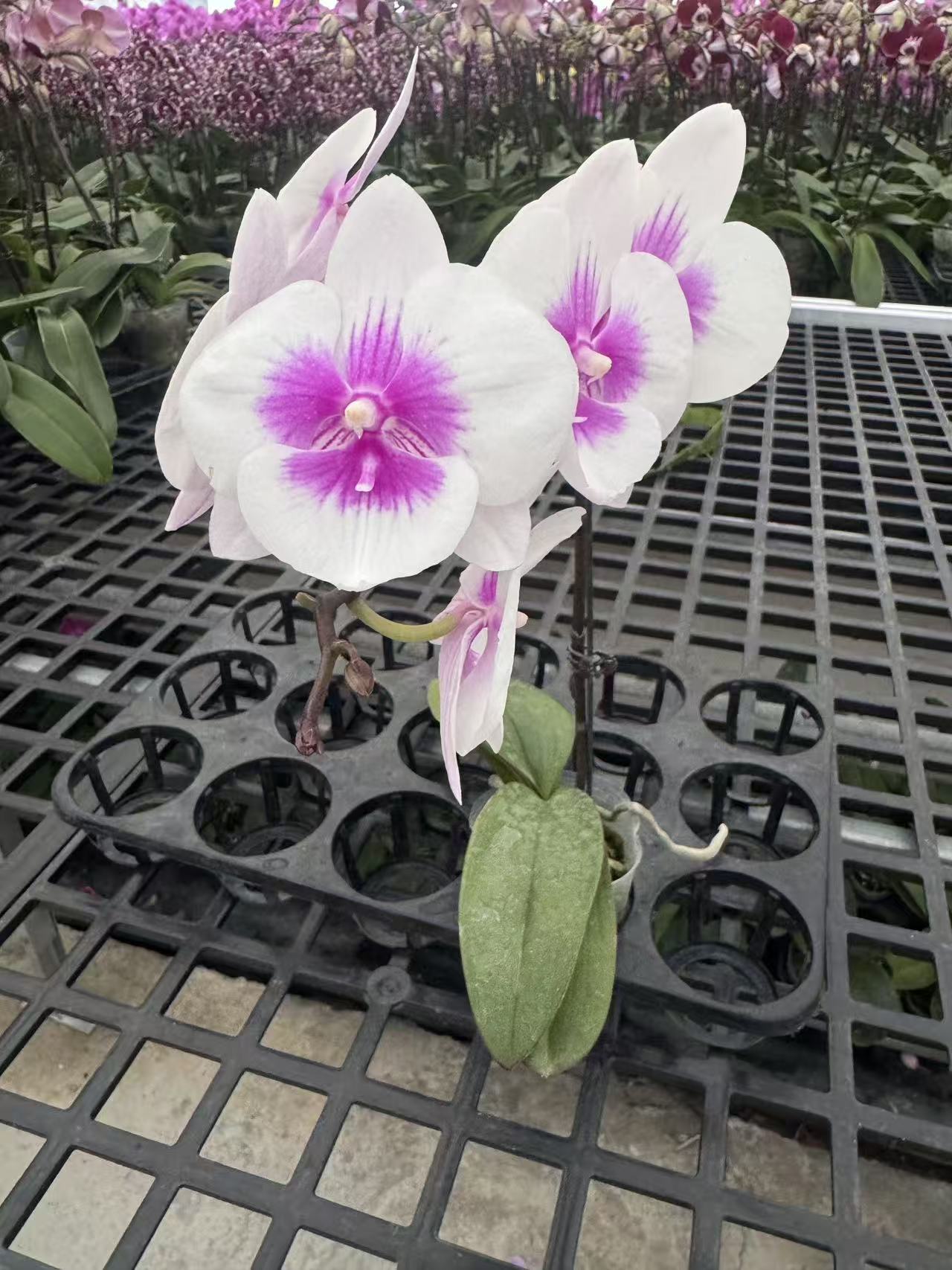 蝴蝶兰【凤凰鸟】鲜花盆栽室内观赏花花佛山基地直发好养易活