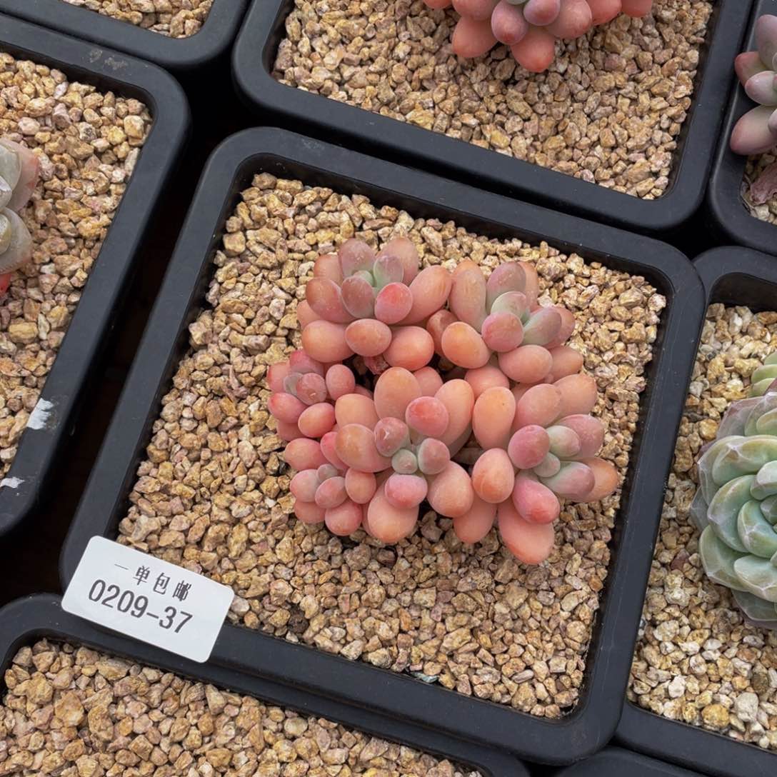 桃**泡0209-37-胖大星。。。。？。