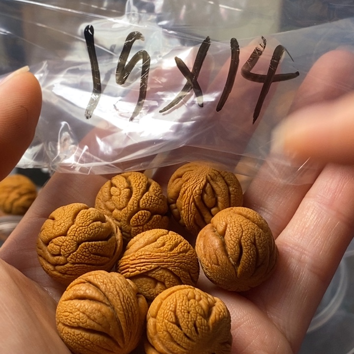 文玩核桃手串秦岭野生龙纹桃核19