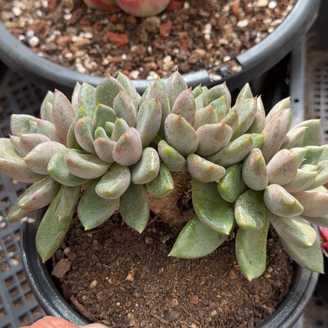 红象牙一物一拍包装收缩花旱