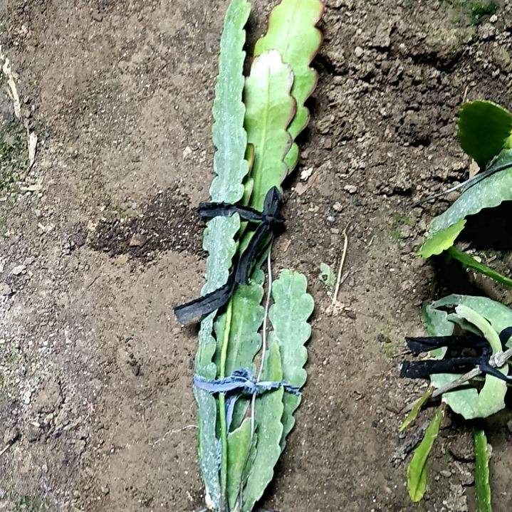 韵*令箭何花折纸