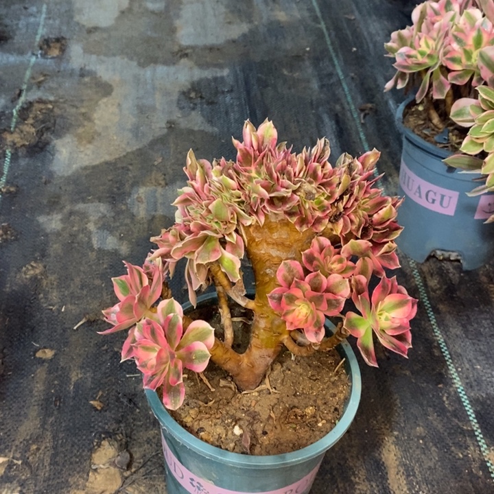 粉女巫缀多肉植物22 