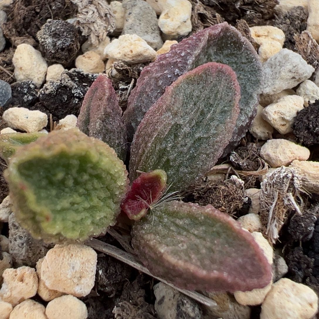 实生新品大苗多肉植物水泡