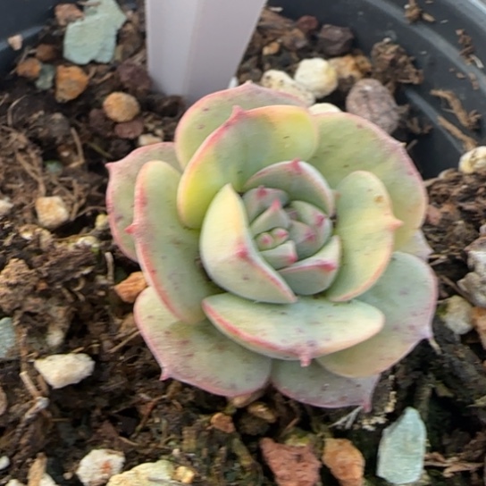 169克罗地亚锦 一物一拍多肉