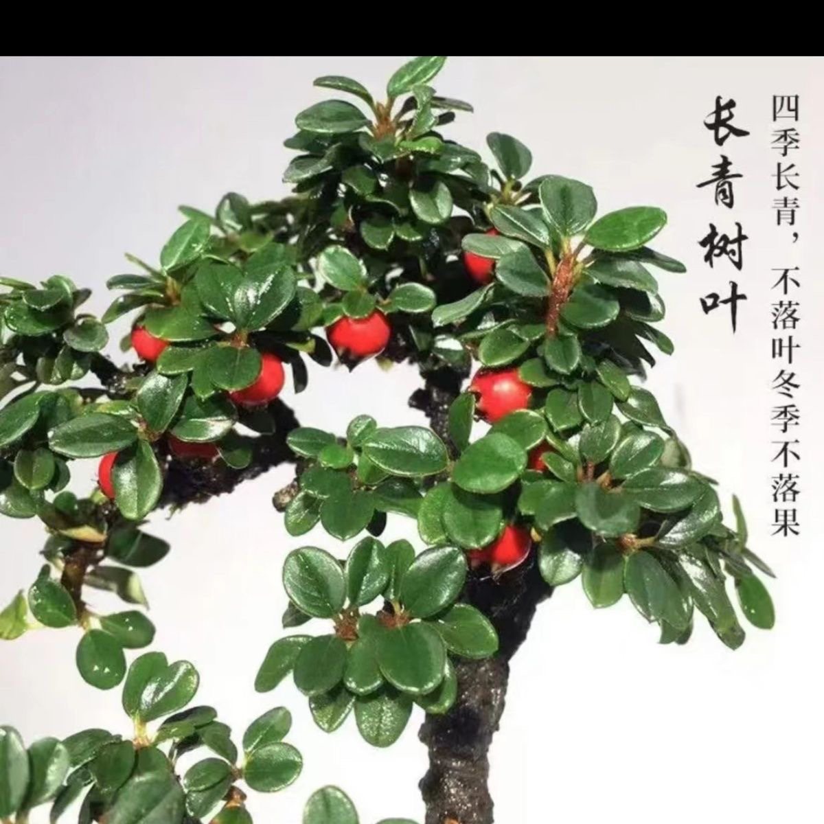 白花荀子盆景四季常青开白花挂红果精品绿植造型盆景