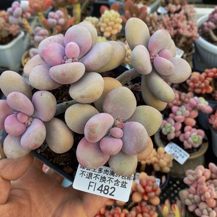 桃蛋10cm482多肉植物