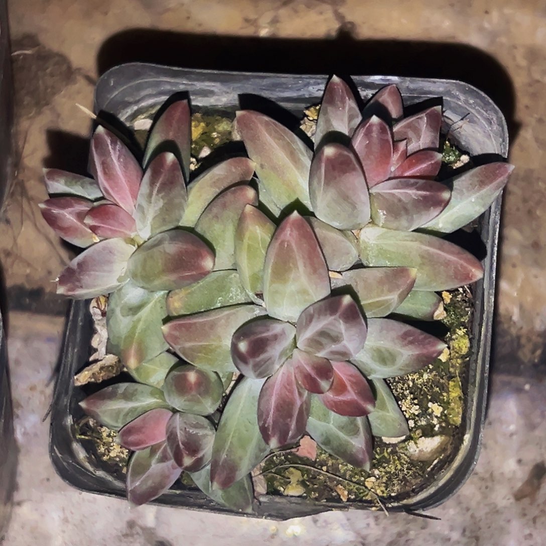 桔云多肉美人精品系列