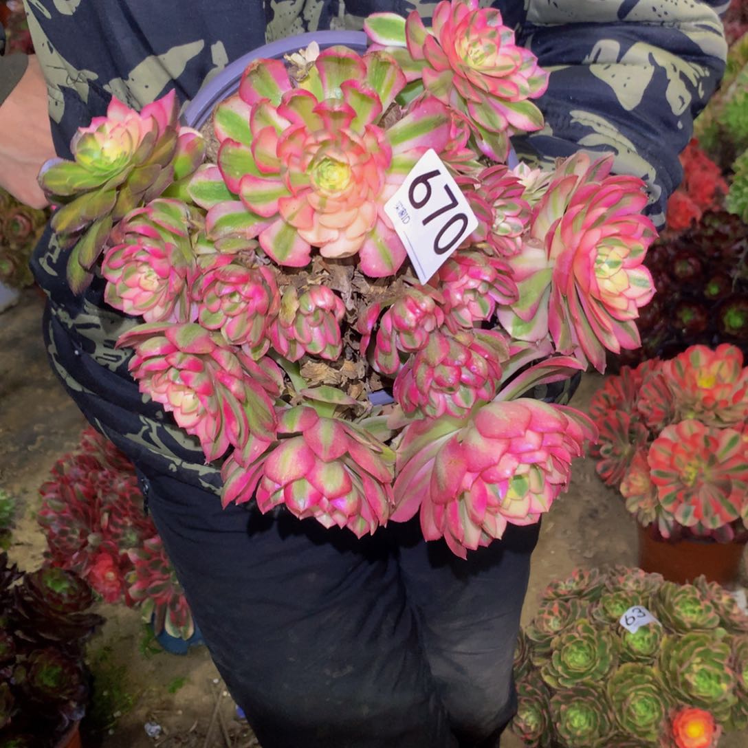 法师多肉植物670