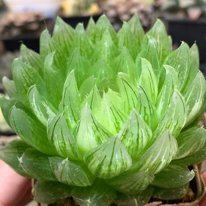 樱水晶玉露锦带盆土