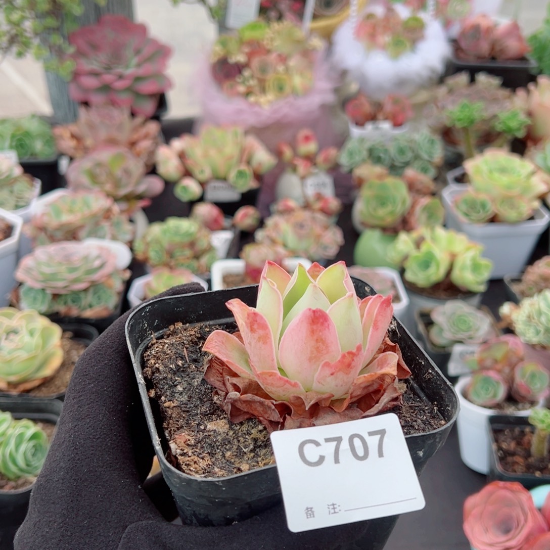 还****707黄帕单棵。  一物一拍