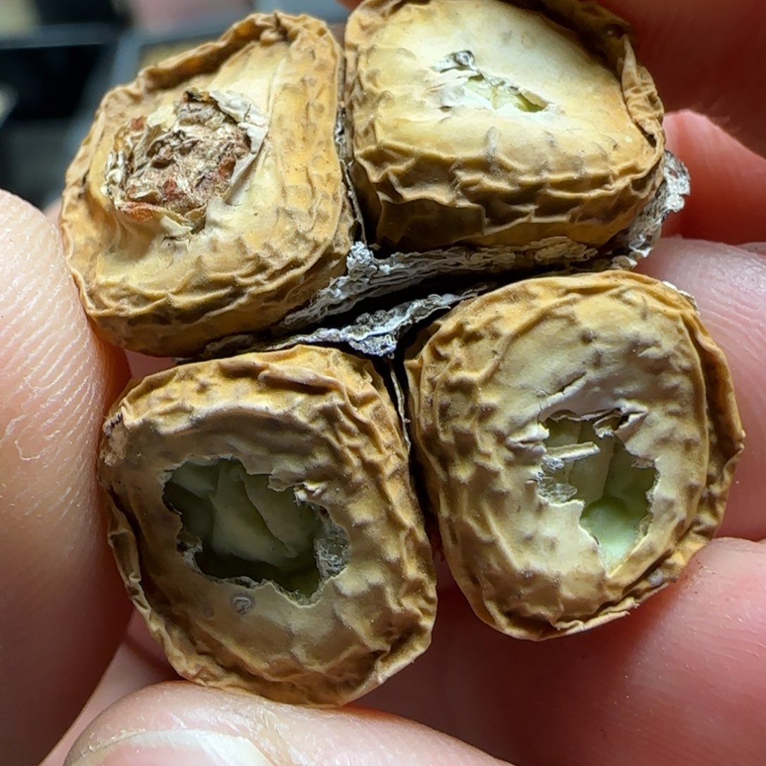 2.3多肉大型嘟嘟嘴46号