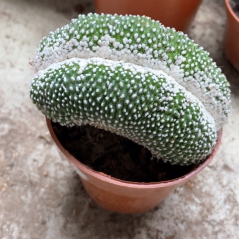 松露缀仙人球8米仙人球