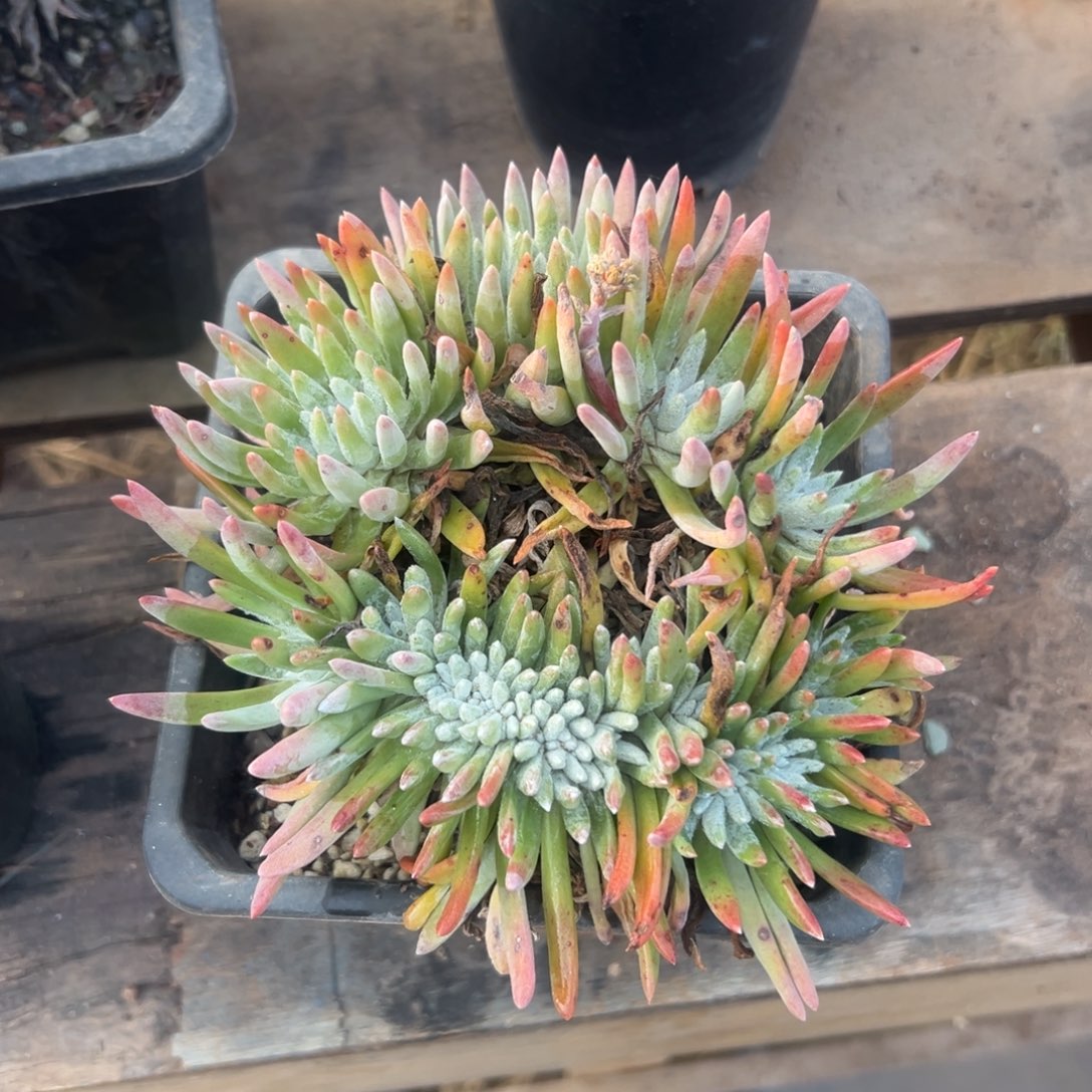 白鹭圈圈可爱～一物一拍2475