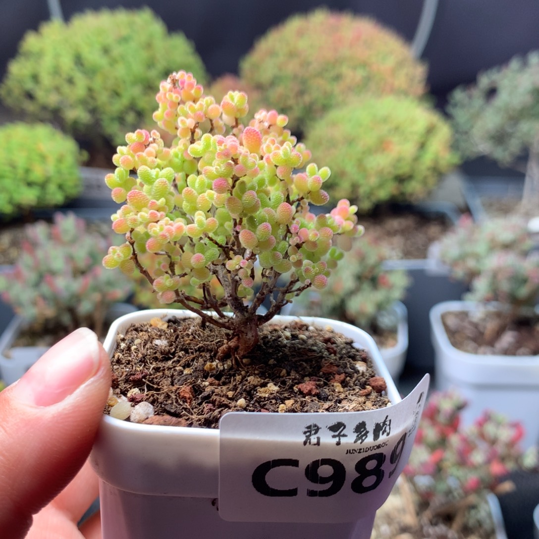 球***果989蜜橘糖球                 