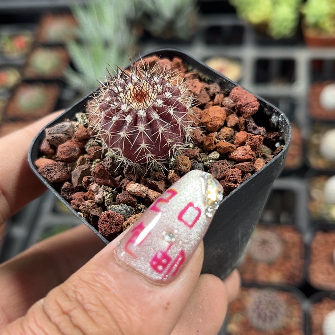 优博球单头发货单头