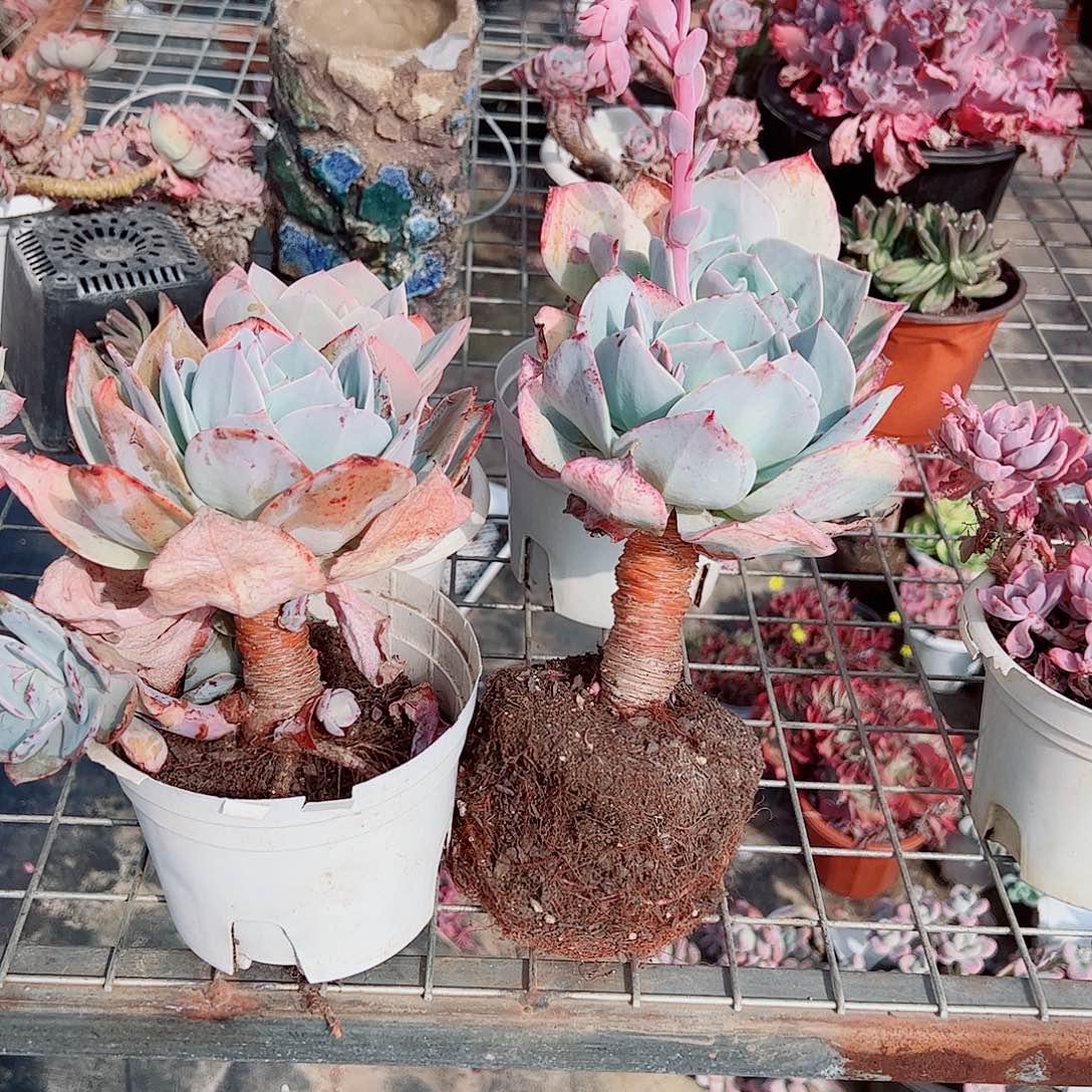 白凤大单头精品特价