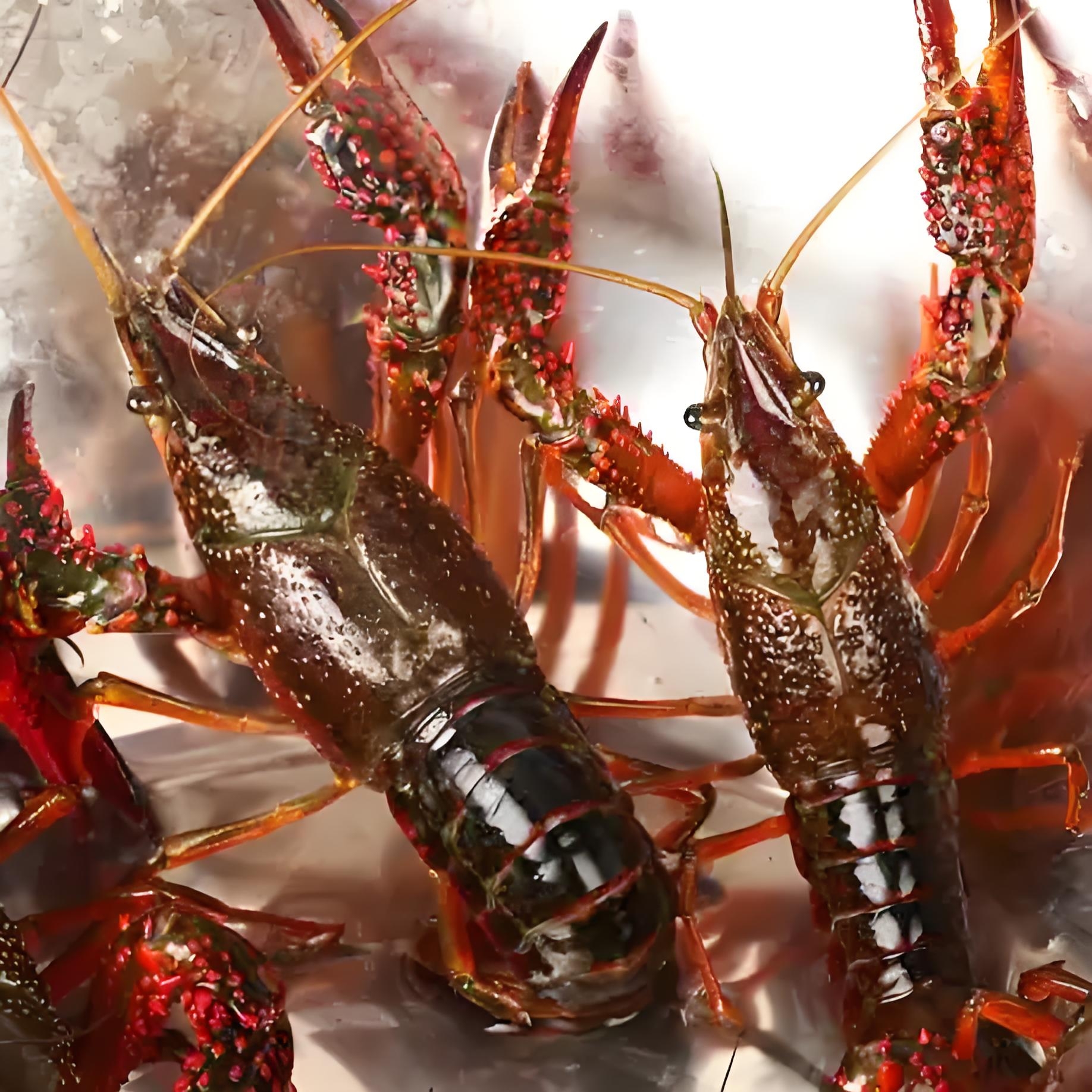 鲜活小龙虾（大青虾）2.5斤（默认不杀）