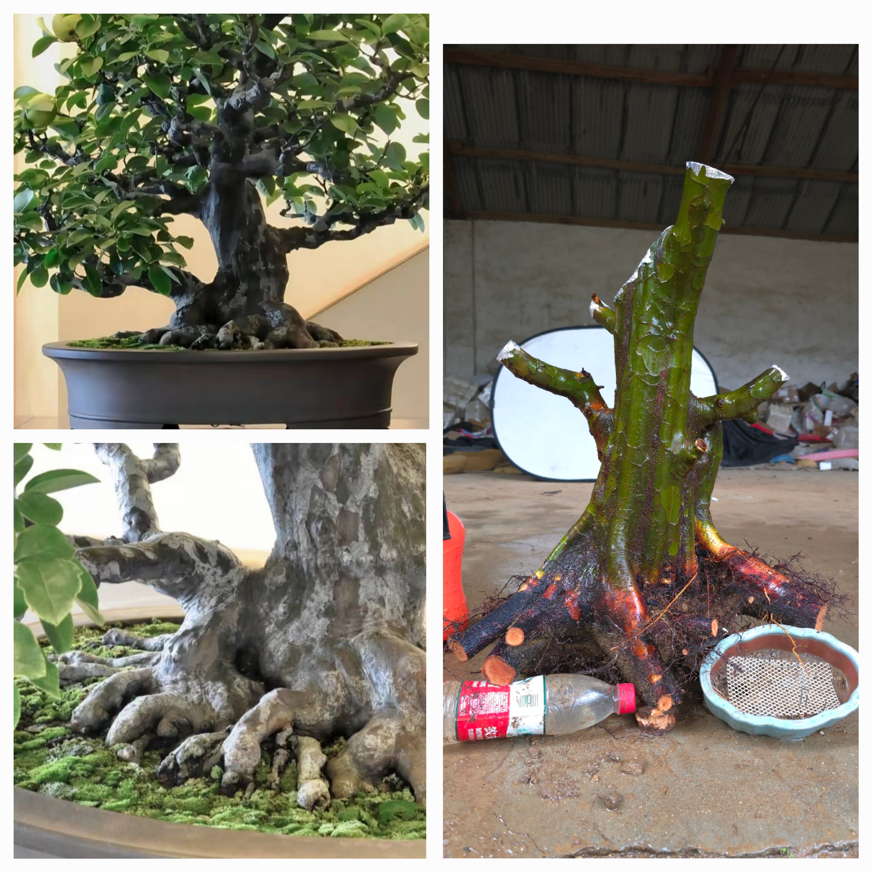 北方木瓜花梨盆景老桩