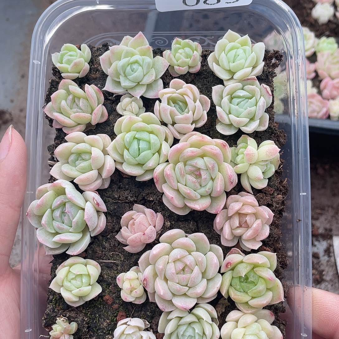 云糖心多肉植物85