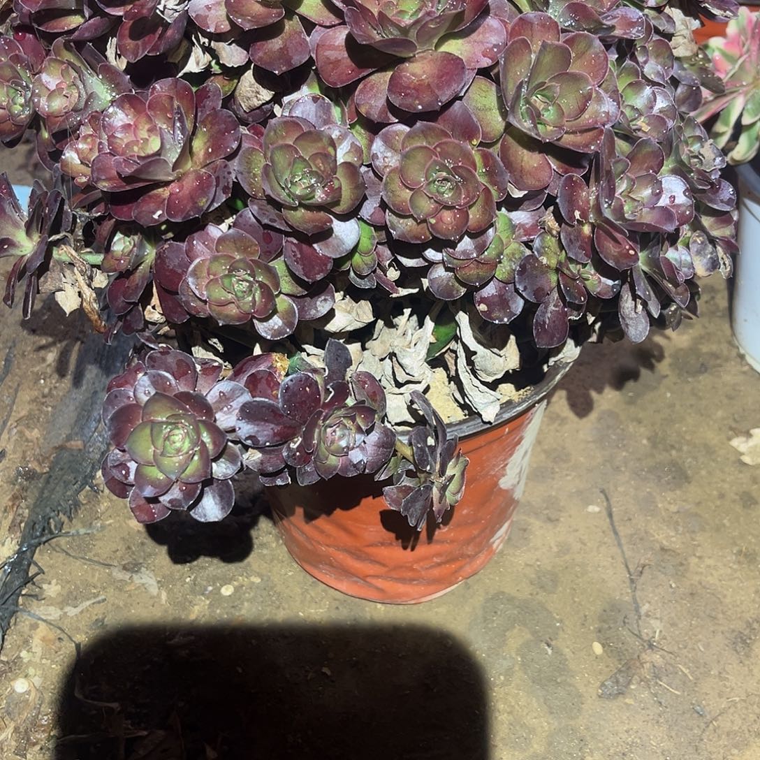 魅金朵朵多肉法师679号