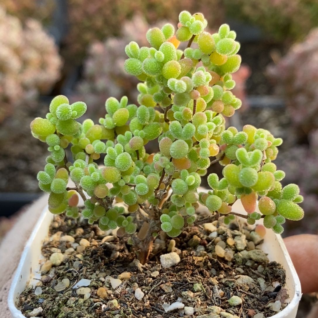 蜜橘糖球5468枝干番杏