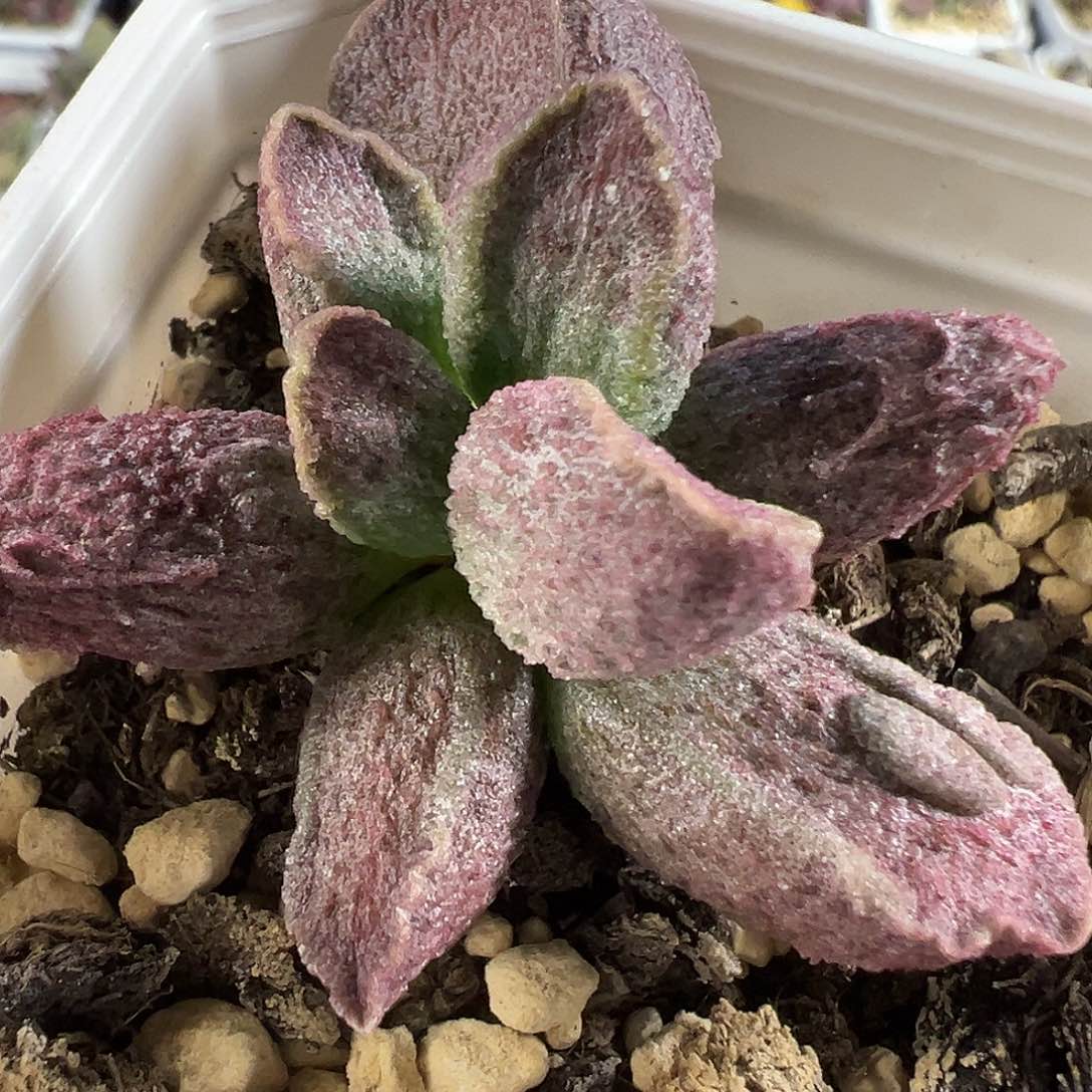 实生新品单头纯木质桩多肉