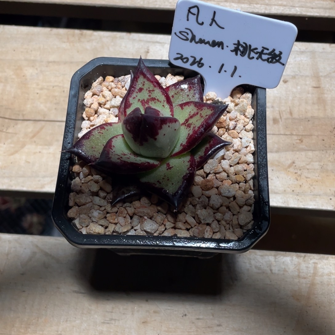 凡***了多肉植物，山人园艺