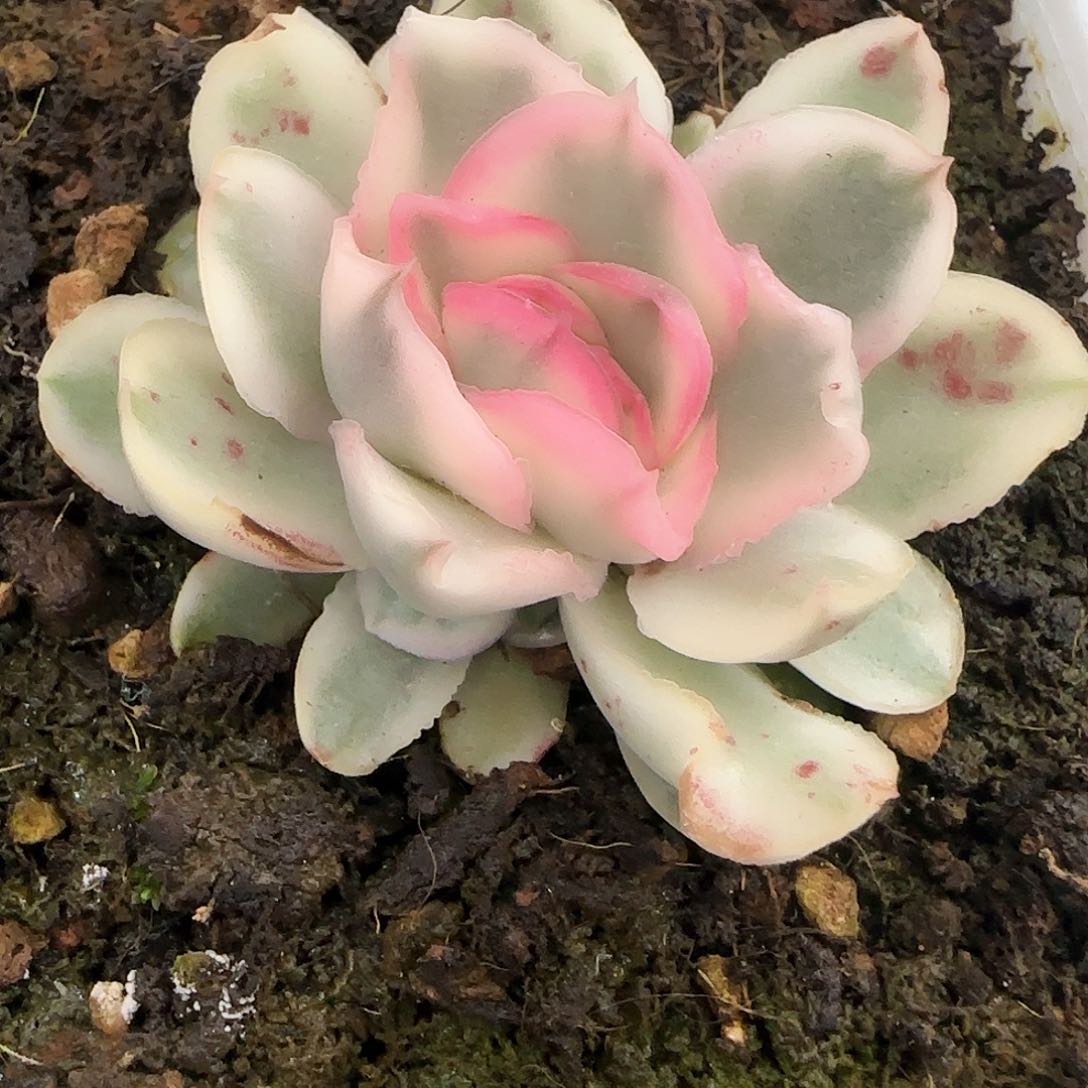 400紫蝴蝶锦带側芽多肉