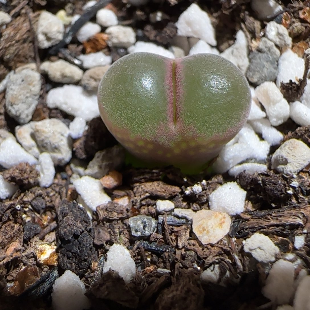 肉锥多肉植物组合-绿焰1268