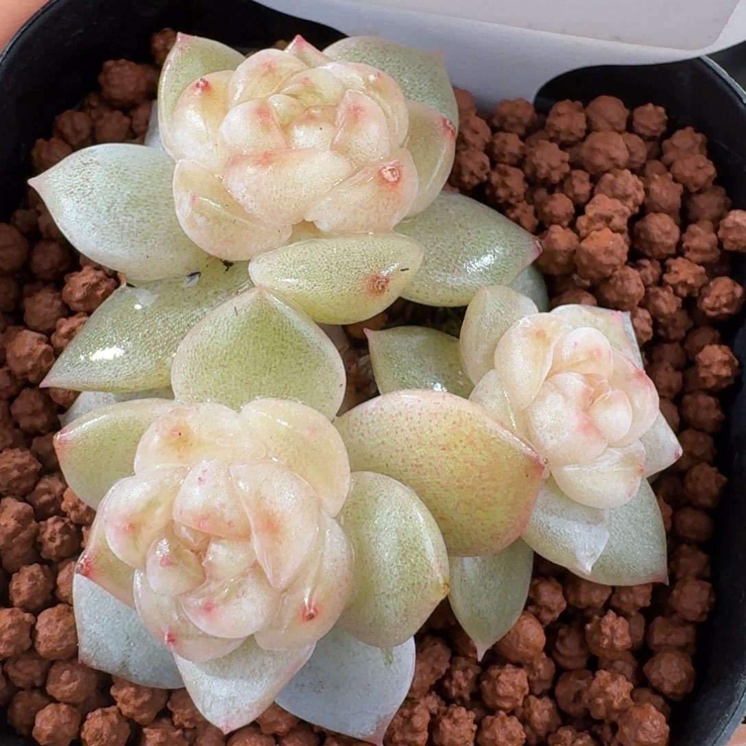 1230-35-疏影三头一颗多肉