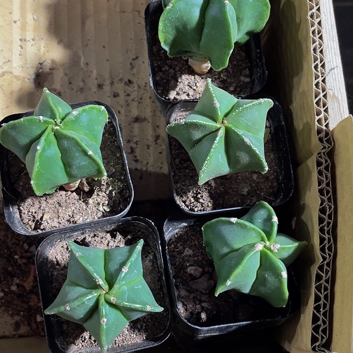 五角星鸾凤羽带盆土发