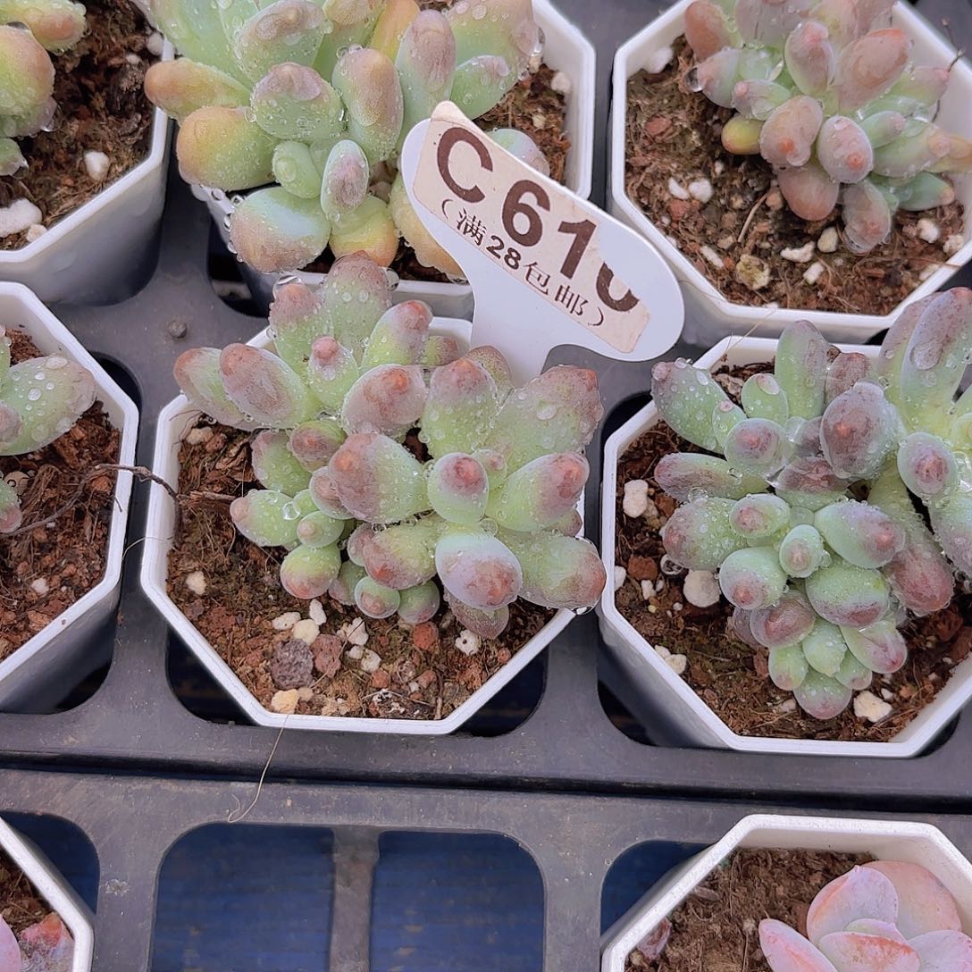 C610企鹅奶一物一拍