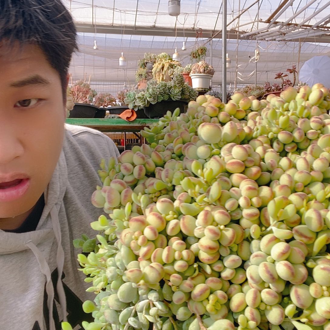 超大号达摩福娘带盆土特价