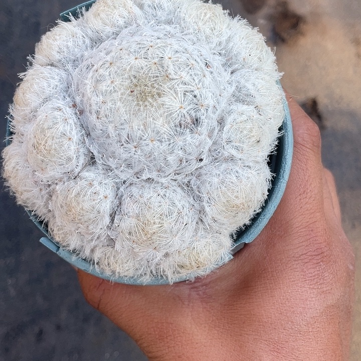 温***紓大群生白星仙人球带盆