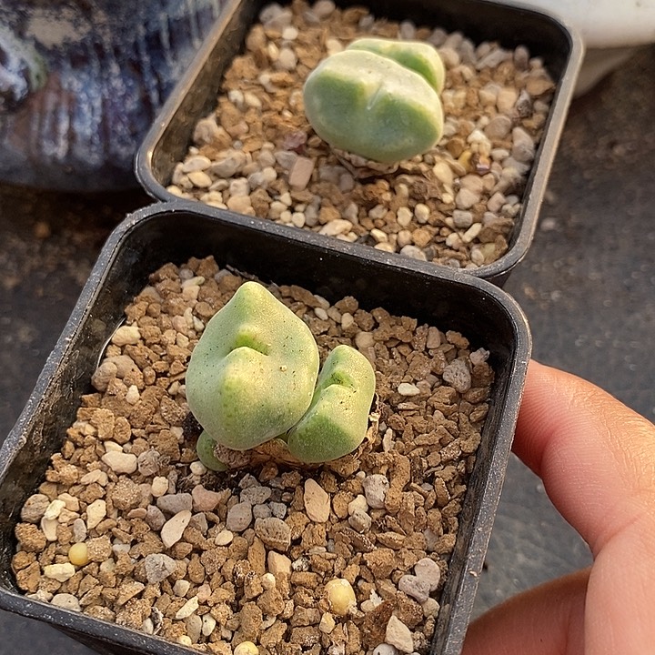 李*18514一组两颗绿豆糕