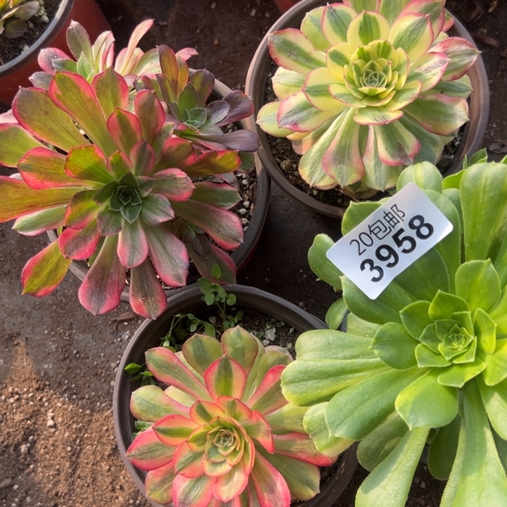 多肉植物3958种植物