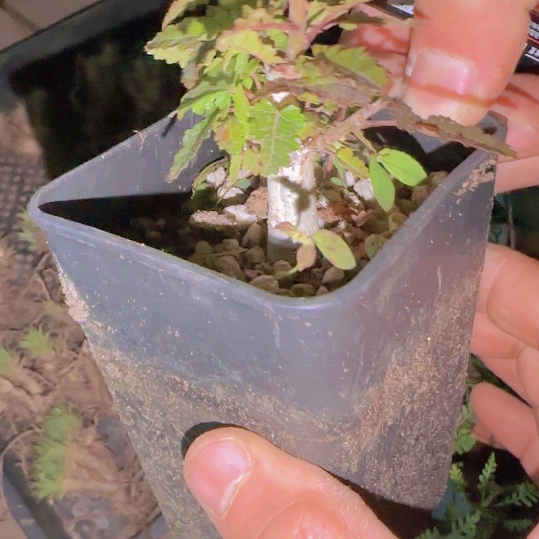 边***孩块根植物块根植物块根