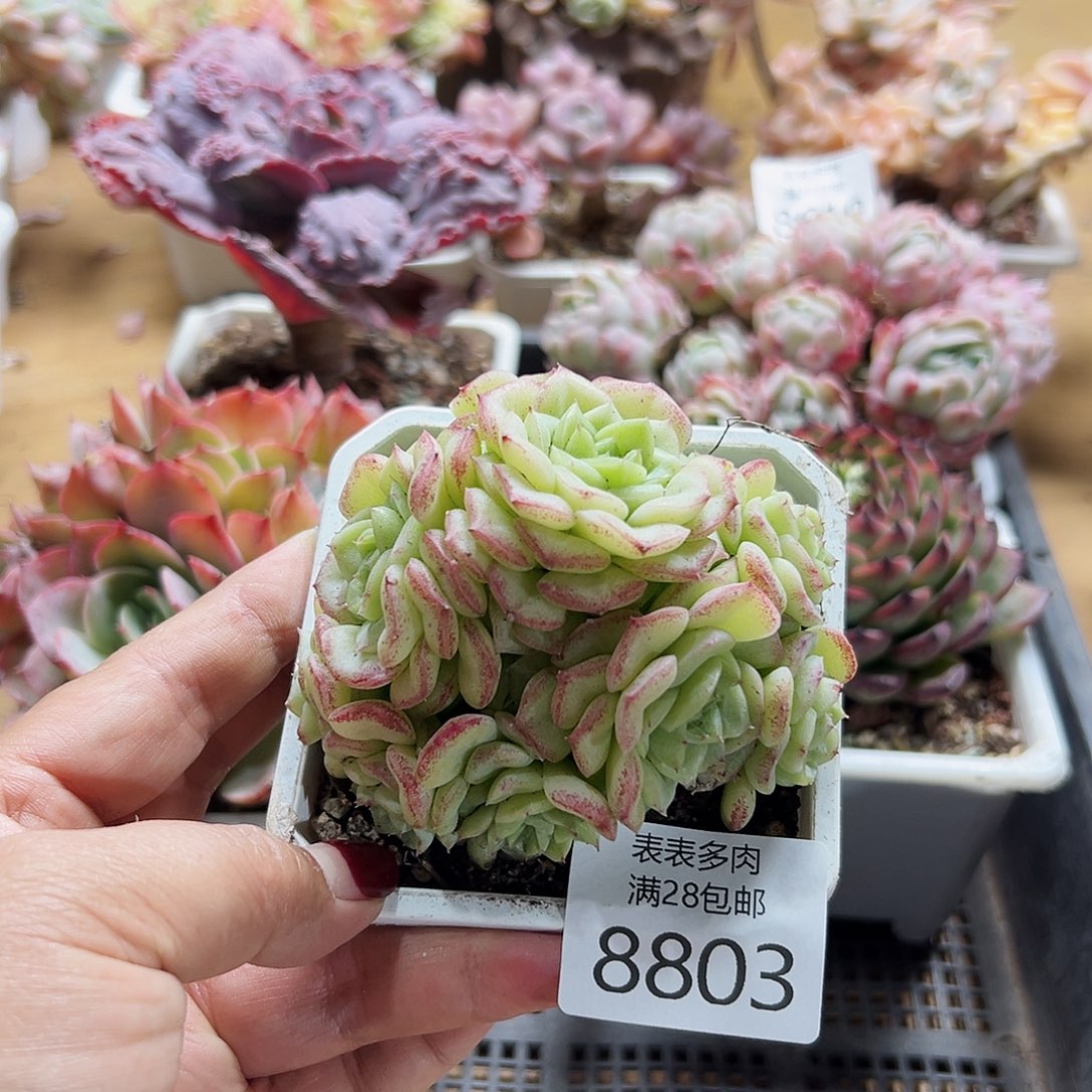 9号多肉一物一拍8803